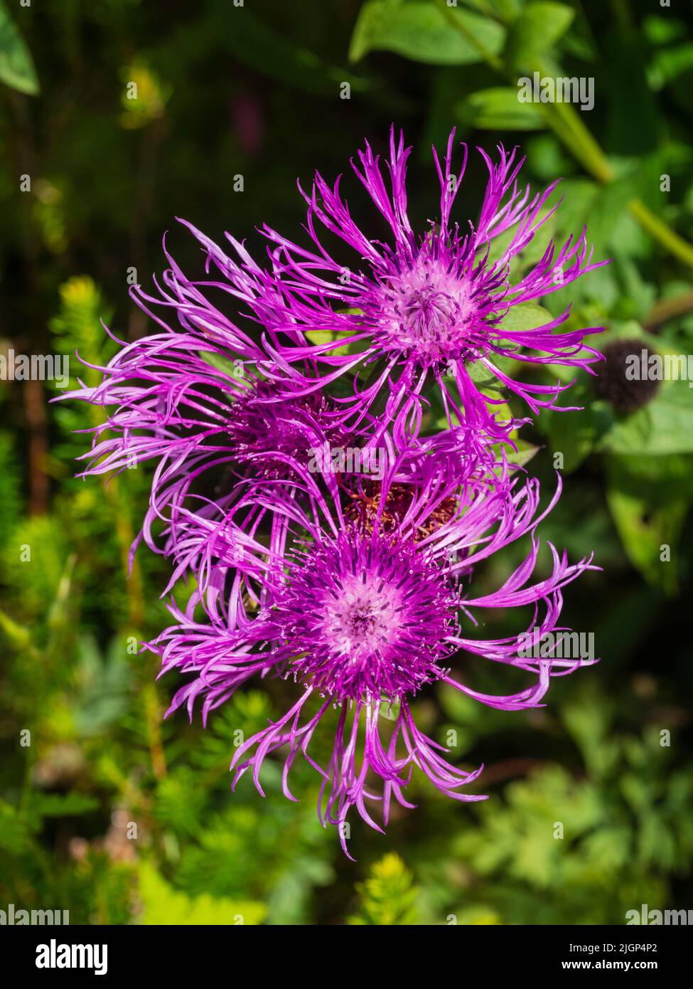 Frilly ray florets surround a red-purple heart in the hardy perennial knapweed, Centaurea 'Caramia' Stock Photo