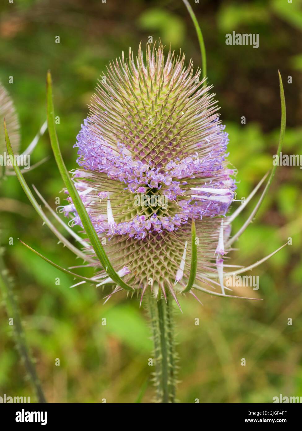 Mauve flowers spiral round the spiky head of the hardy biennial UK wildflower Dipsacus fullonum, teasel Stock Photo