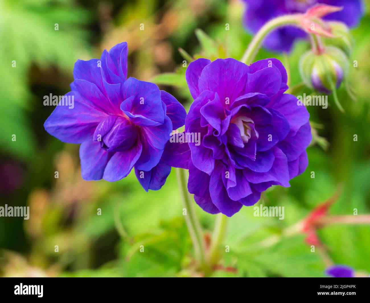 Double flowers of the hardy form of the meadow cranesbill, Geranium pratense 'Plenum Violaceum' Stock Photo