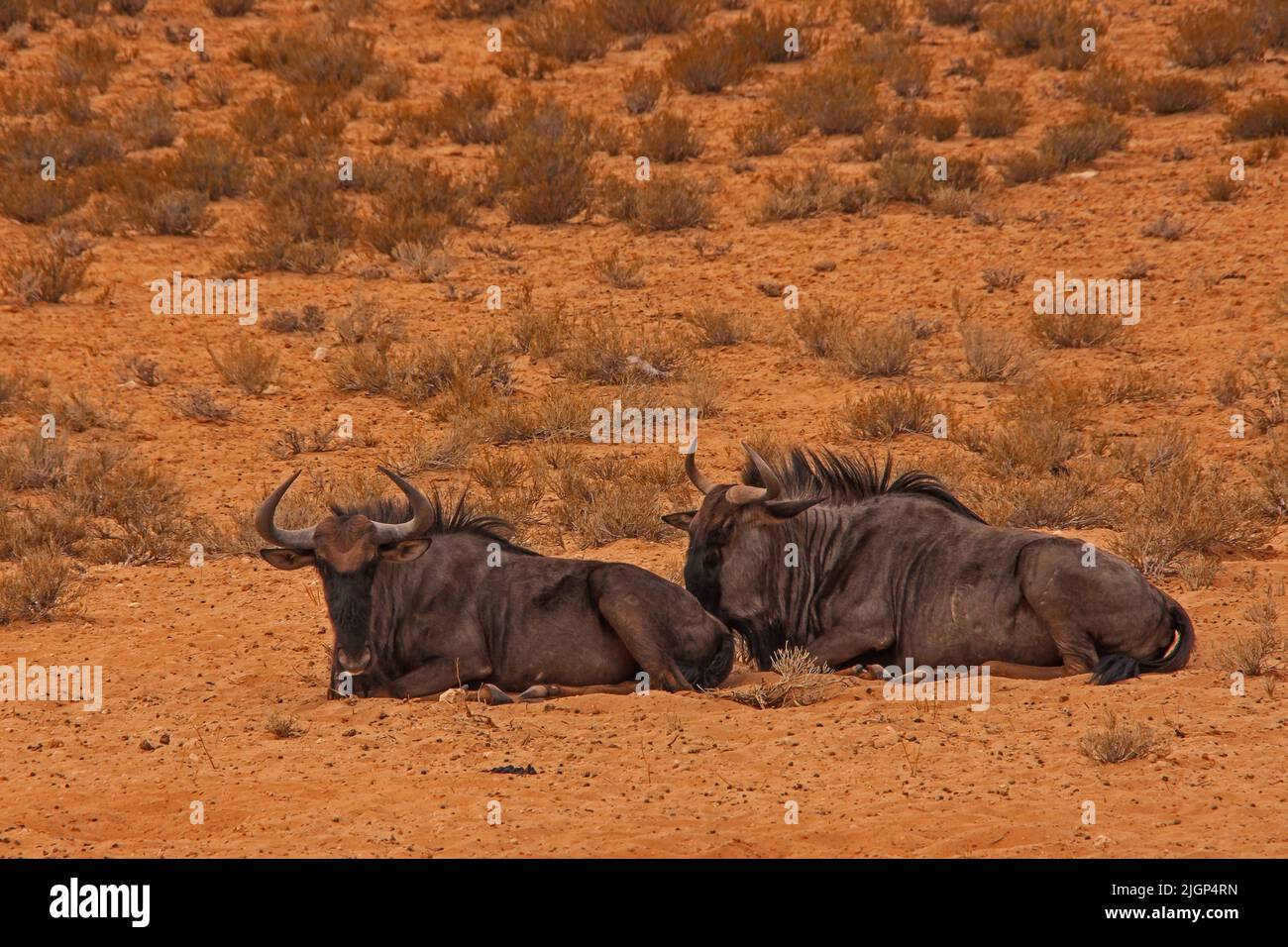 Two Common wildebeest (Connochaetes, taurinus) in the Kgalagadi Transfrontier Park, South Africa Stock Photo