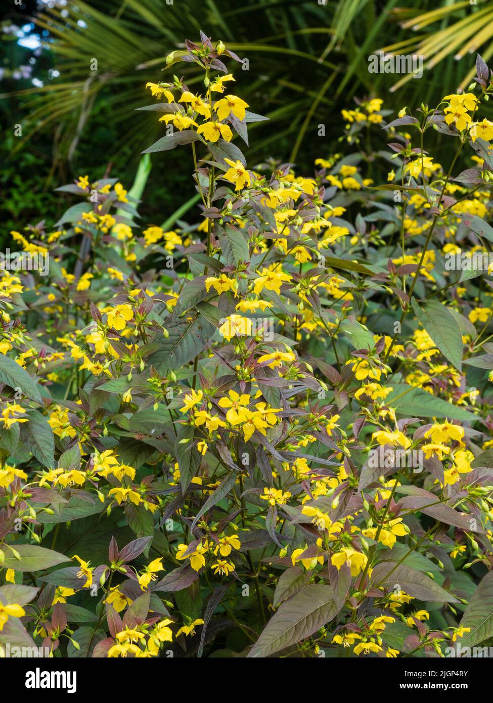 Bronze foliage and yellow leaves of the hardy, summer flowering perennial, Lysimachia ciliata 'Firecracker' Stock Photo