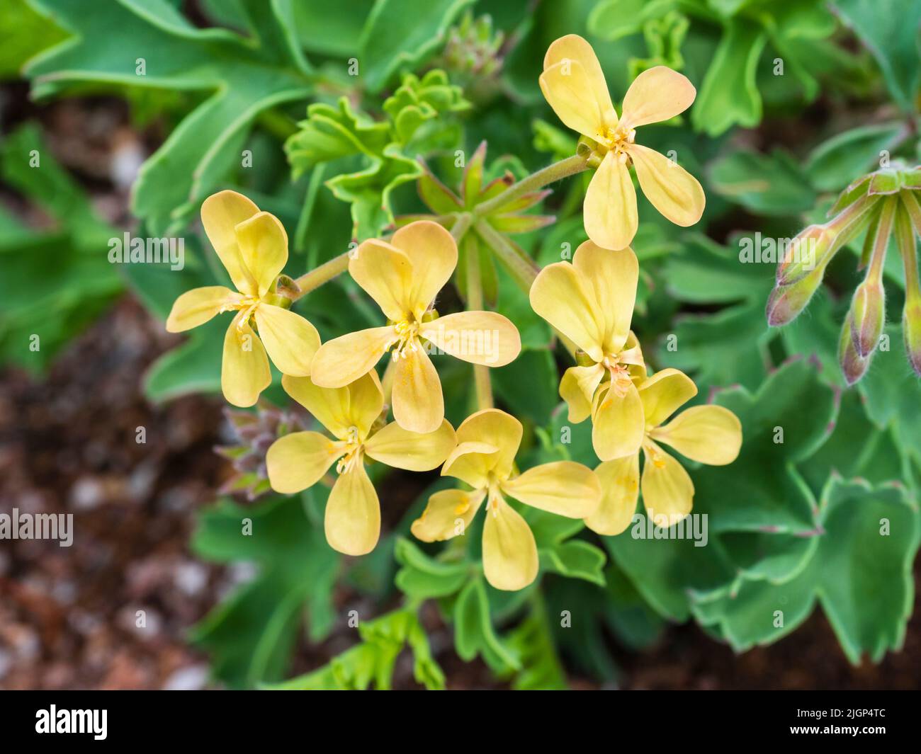 Yellow summer flowers of the half hardy succulent evergreen gouty pelargonium, Pelargonium gibbosum Stock Photo
