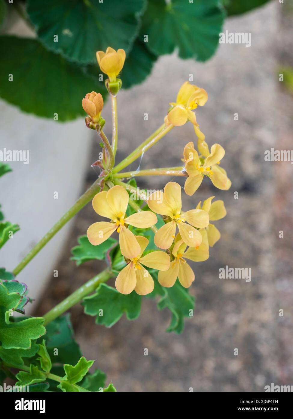 Yellow summer flowers of the half hardy succulent evergreen gouty pelargonium, Pelargonium gibbosum Stock Photo
