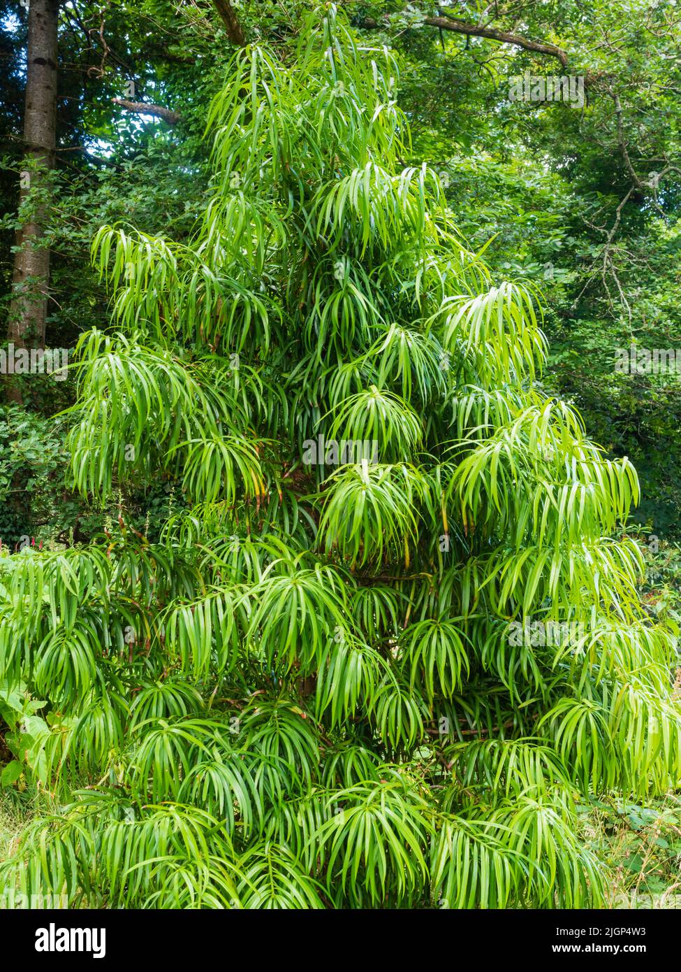 Pendulous evergreen foliage of the half hardy South African drooping leaf yellowood, Podocarpus henkelii Stock Photo