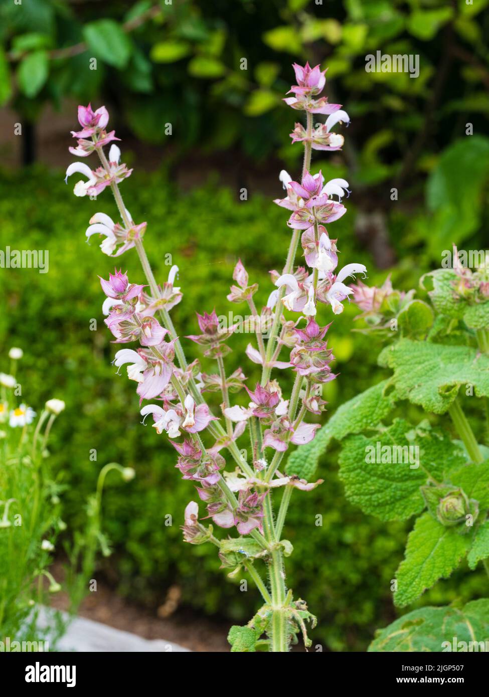 White blooms and pink bracts of the summer flowering biennial medicinal herb Salvia sclarea, clary sage Stock Photo
