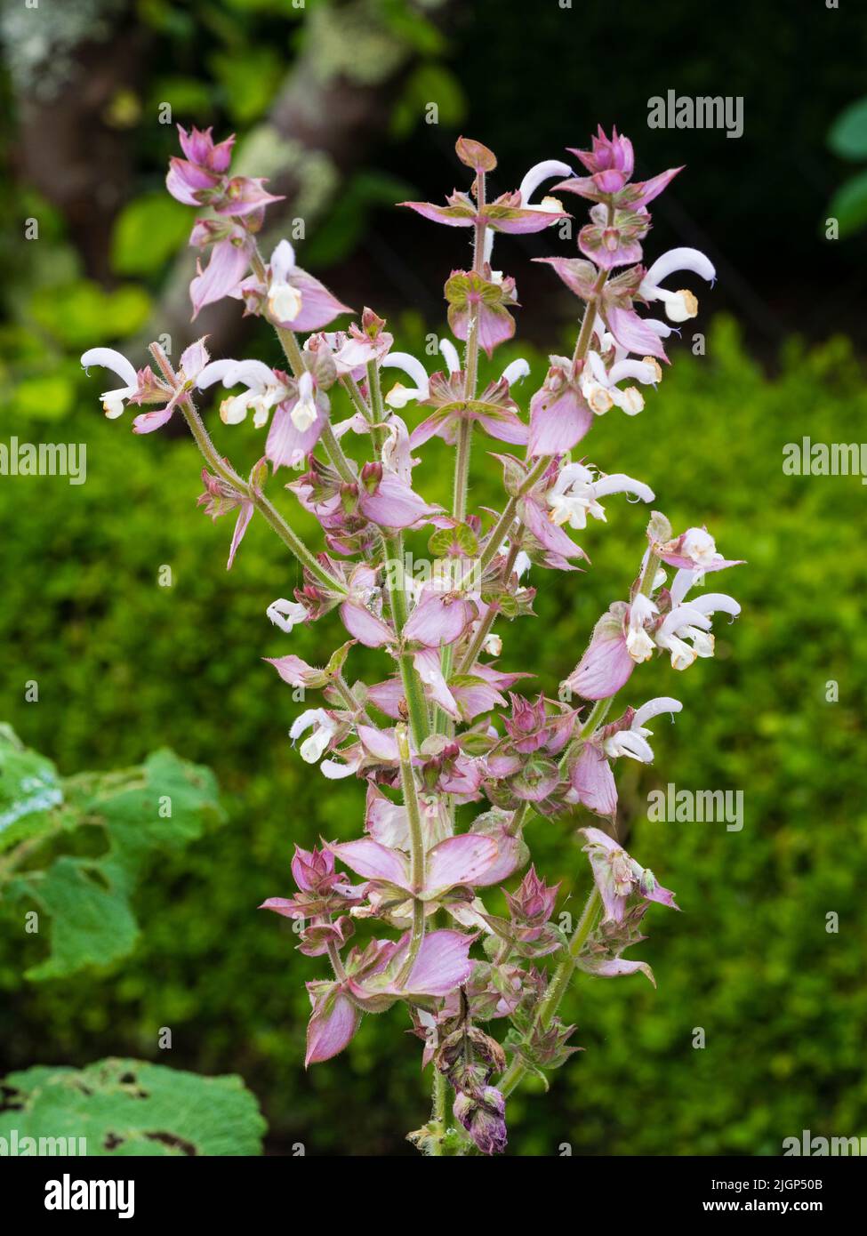 White blooms and pink bracts of the summer flowering biennial medicinal herb Salvia sclarea, clary sage Stock Photo