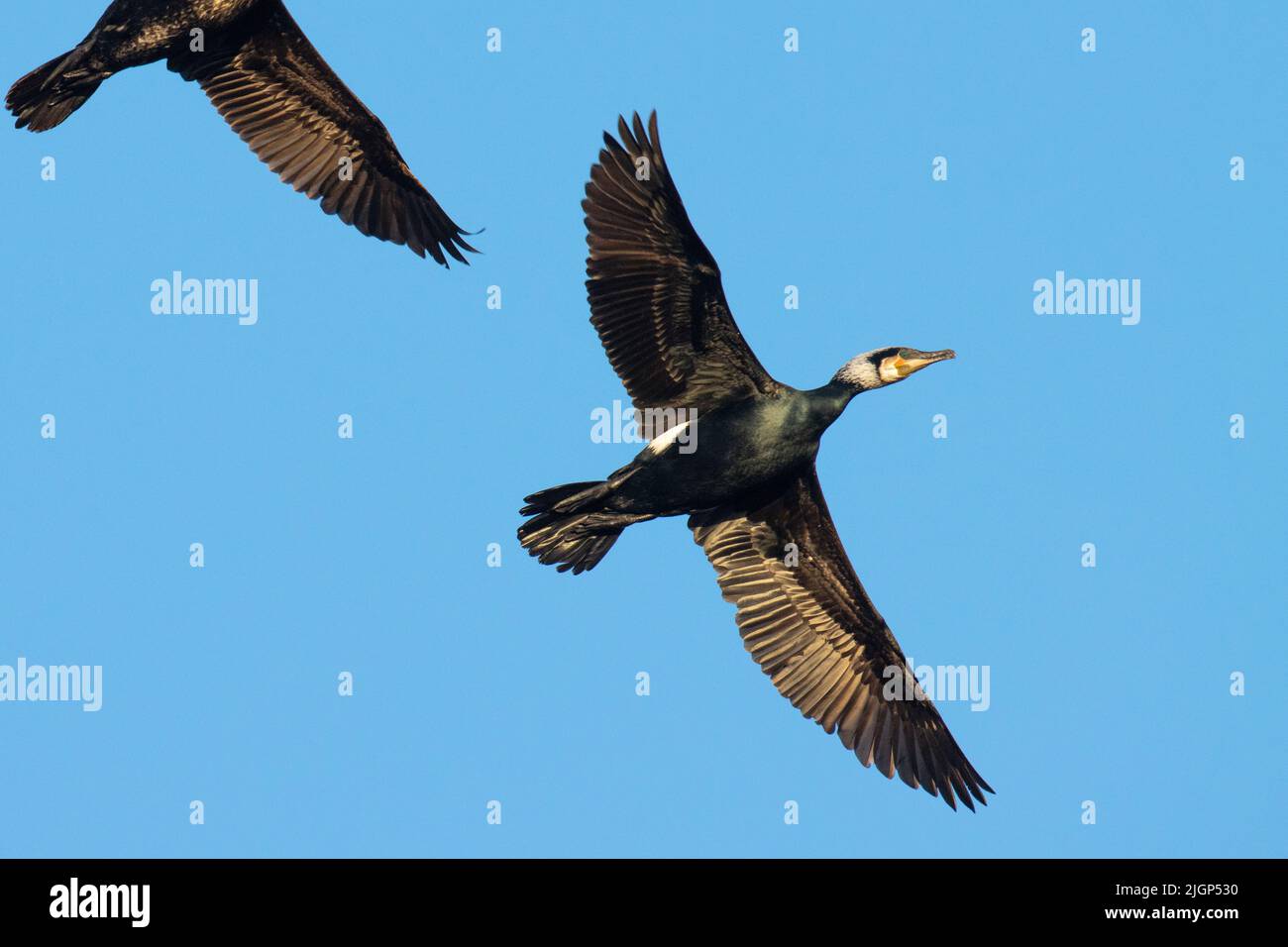 Great cormorants flying in sky during spring migration Stock Photo