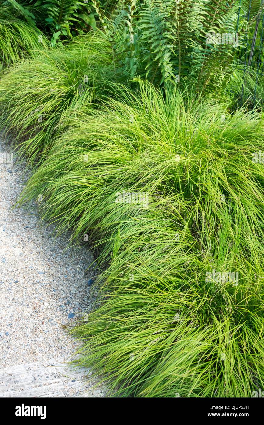 Carex montana 'Raureif', Sedge, Grass, Carex, Plant, Border Sidewalk Ornamental grasses Stock Photo