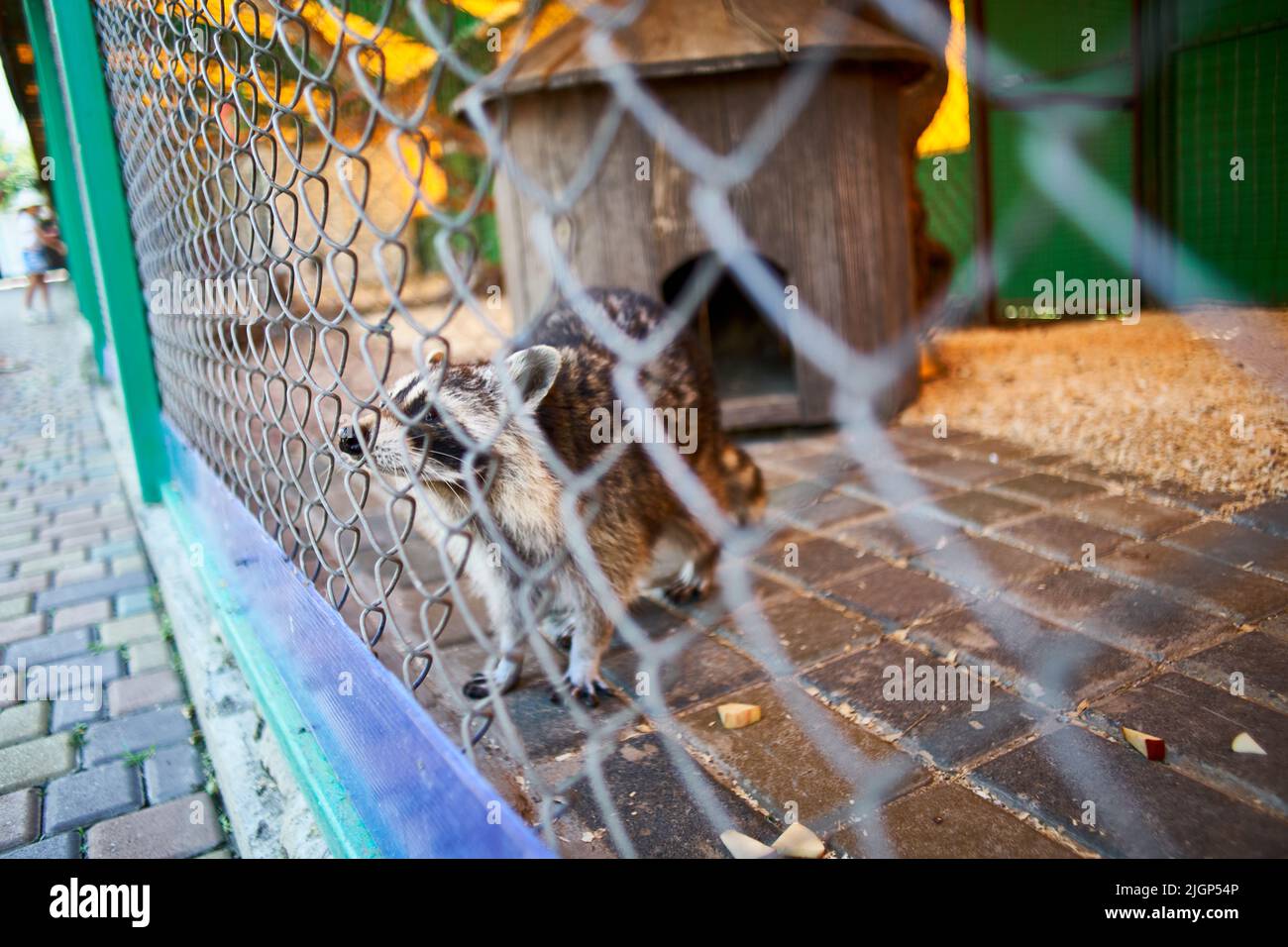 footage of raccoons in the aviary Stock Photo