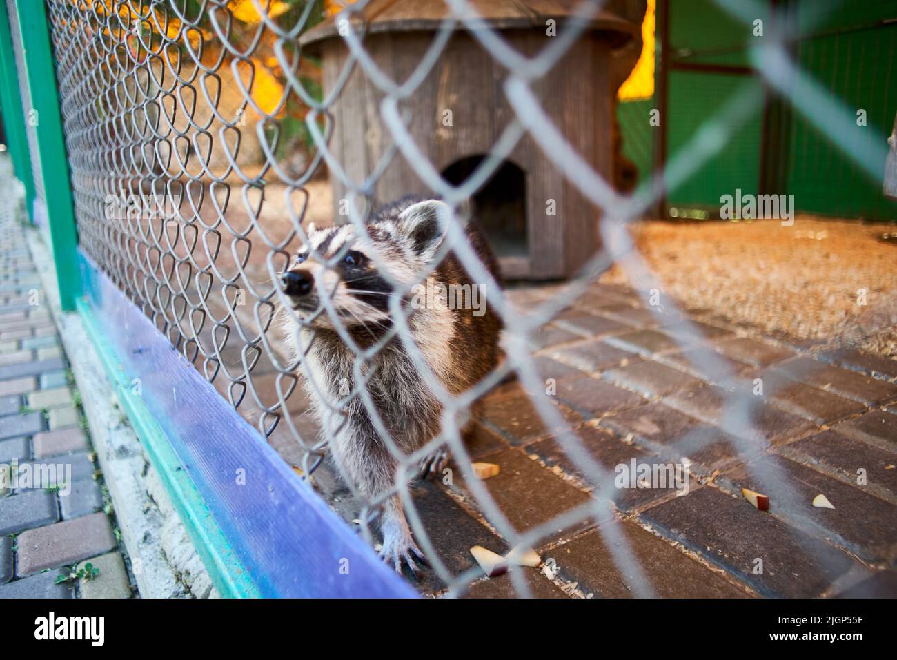 footage of raccoons in the aviary Stock Photo