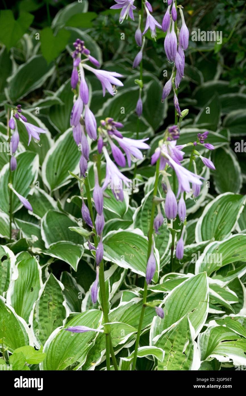 Shaded, Place, Variegated leaves, Hosta 'Gimpe' Stock Photo