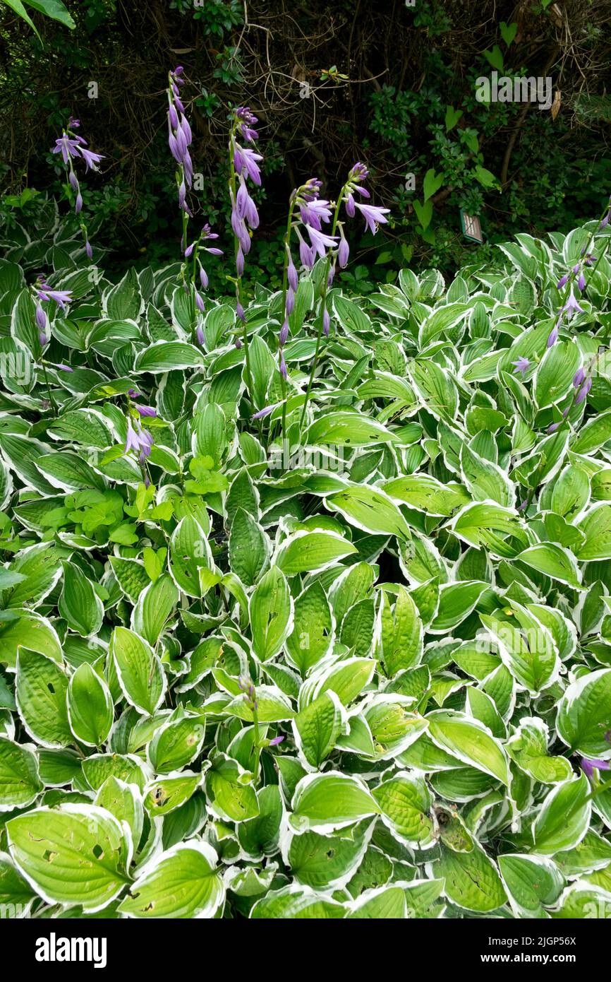 Plantain Lily, Hosta 'Gimpe' Stock Photo