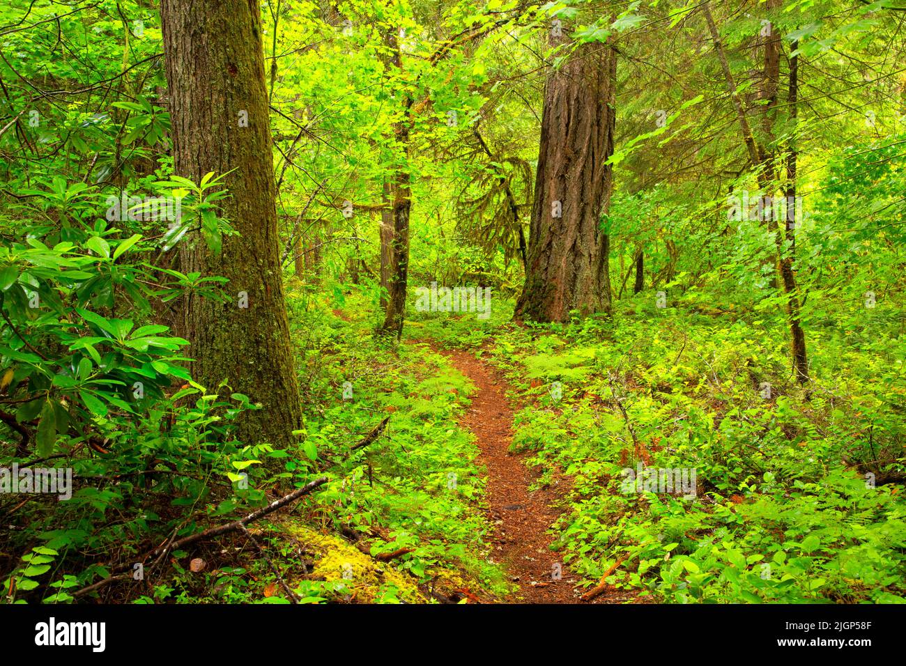 Middle Fork National Recreation Trail, Willamette National Forest