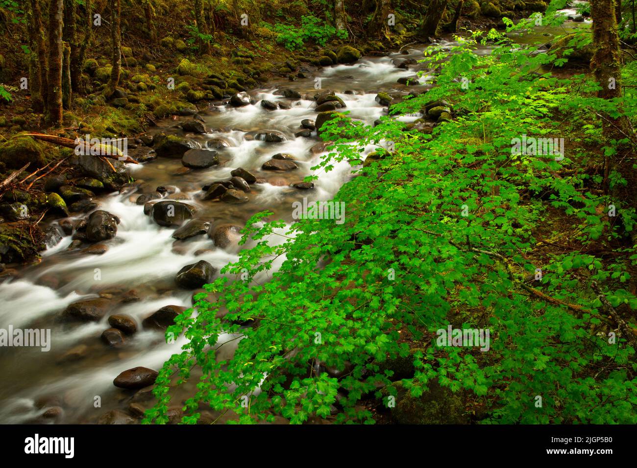 Buck Creek along Middle Fork National Recreation Trail, Willamette ...