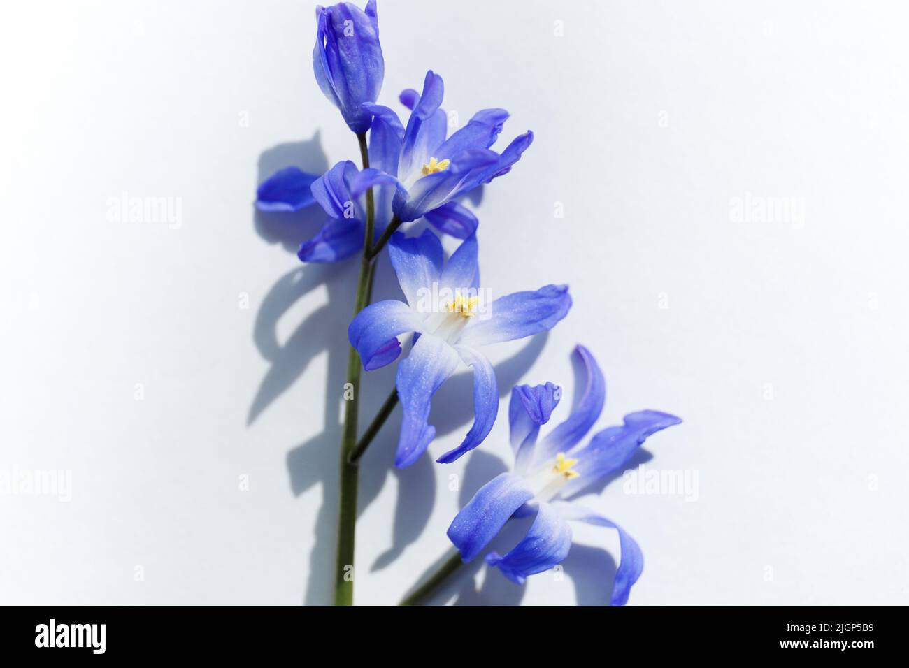 Close up of Glory-of-the-snow flowers (Chionodoxa luciliae). Blue spring flowers in bloom in the form of colorful stars. First spring bulbous plants. Stock Photo