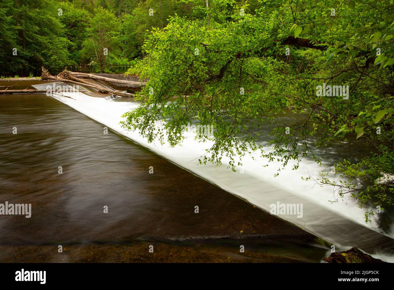 Diversion dam along Salmon Creek Trail, Willamette National Forest