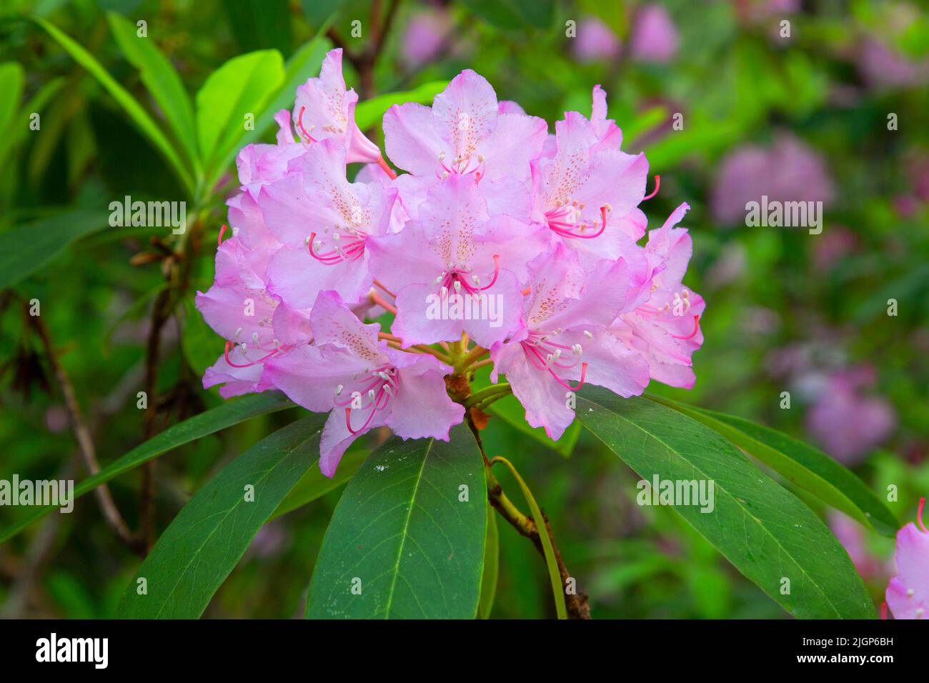 Pacific rhododendron (Rhododendron macrophyllum) in bloom, Willamette National Forest, Aufderheide National Scenic Byway, Oregon Stock Photo