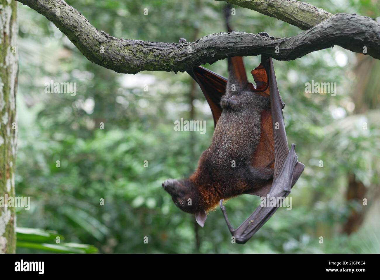 a bat hanging from a branch Stock Photo Alamy