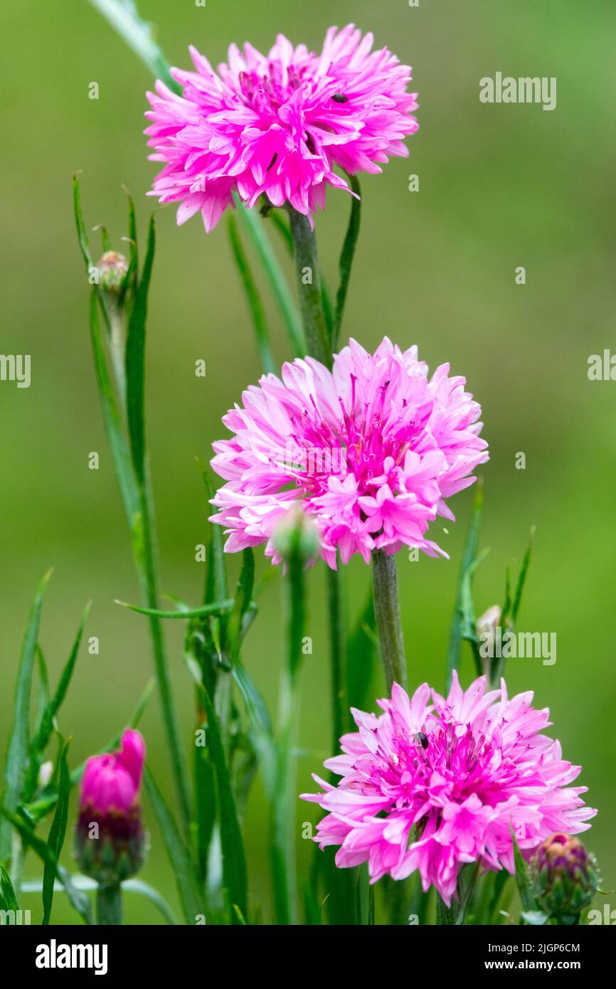 Pink Centaurea, Bachelors Buttons, Pink Centaurea cyanus, Cornflower Stock Photo