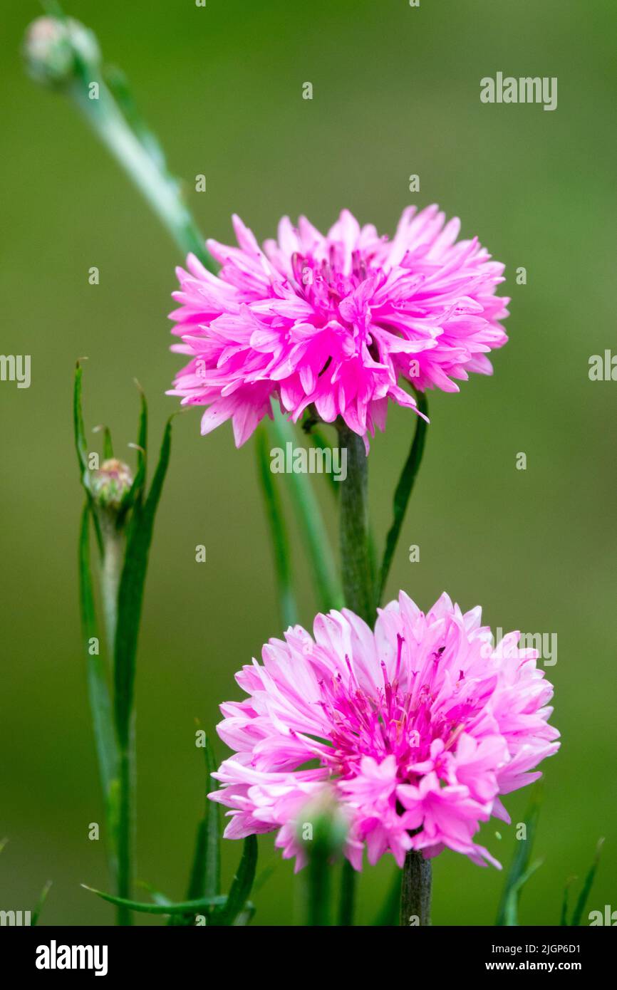 Pink Cyanus segetum Pink cornflower, Centaurea Flower Bachelors Buttons, Portrait, Close up Stock Photo