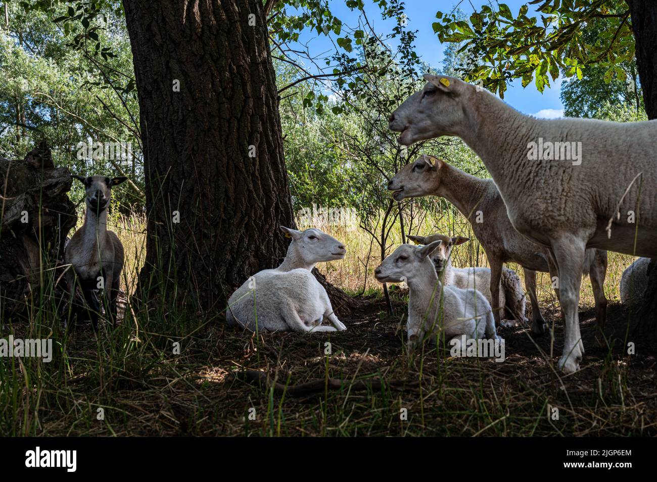 A flock of sheep stands under a tree in the midday heat Stock Photo