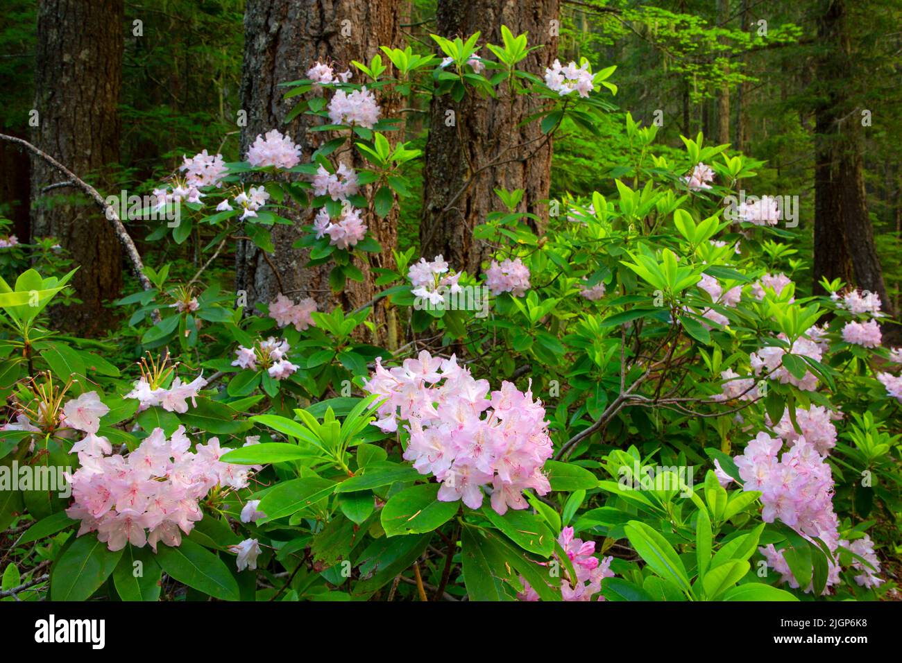 Pacific rhododendron (Rhododendron macrophyllum) in bloom, Willamette National Forest, Aufderheide National Scenic Byway, Oregon Stock Photo
