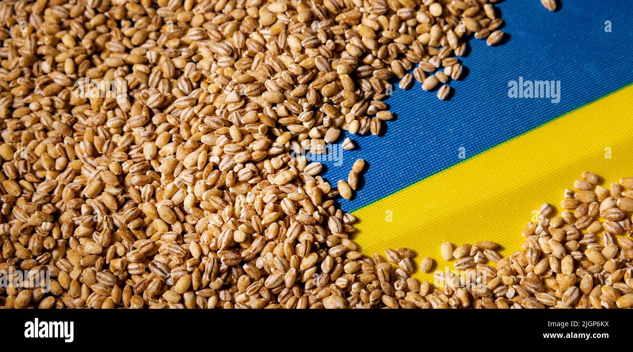 grain on Ukraine flag. global food and cereal export crisis concept. copy space Stock Photo