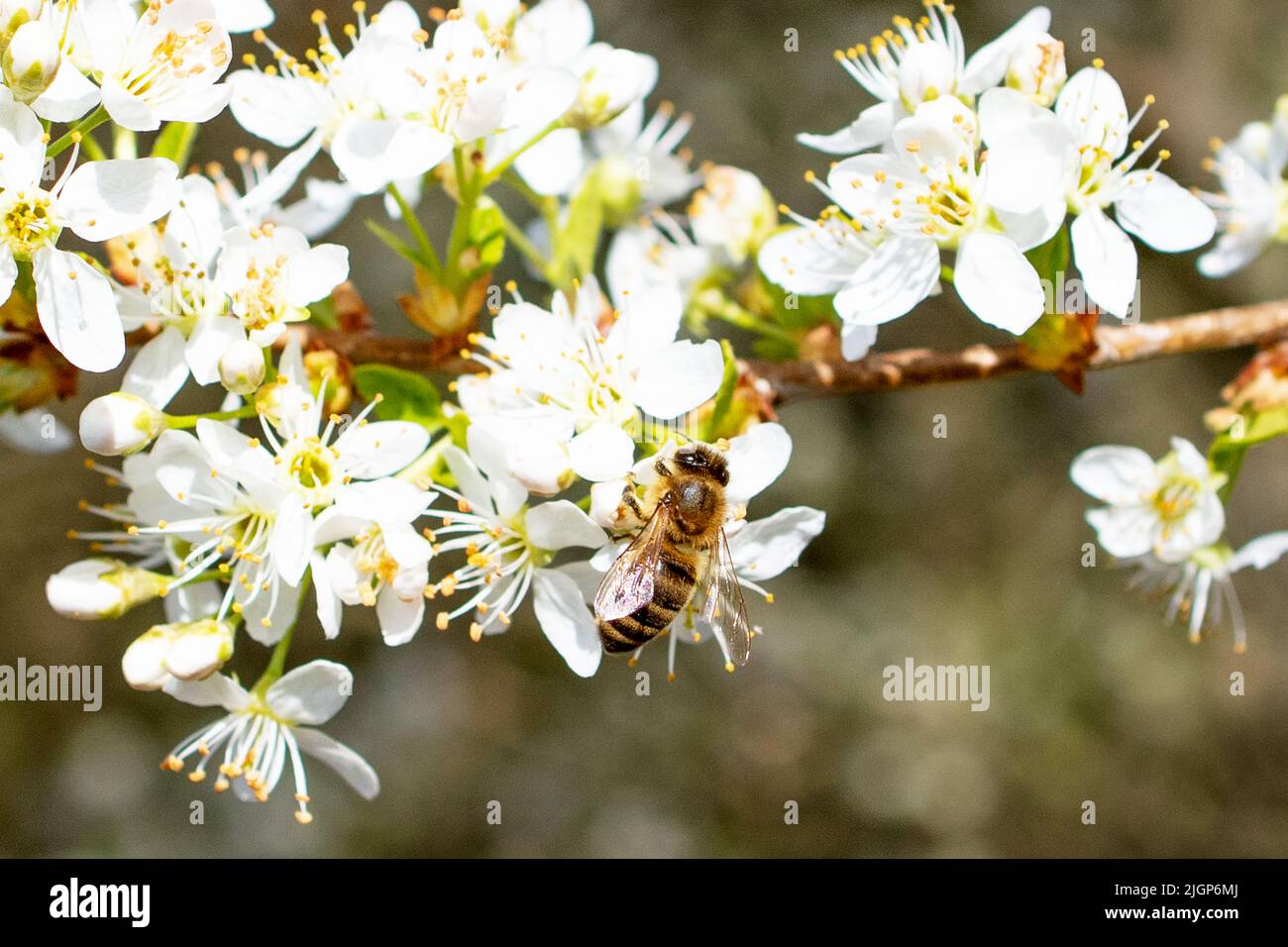 Eine Biene im Frühling an einer Kirschblüte Stock Photo