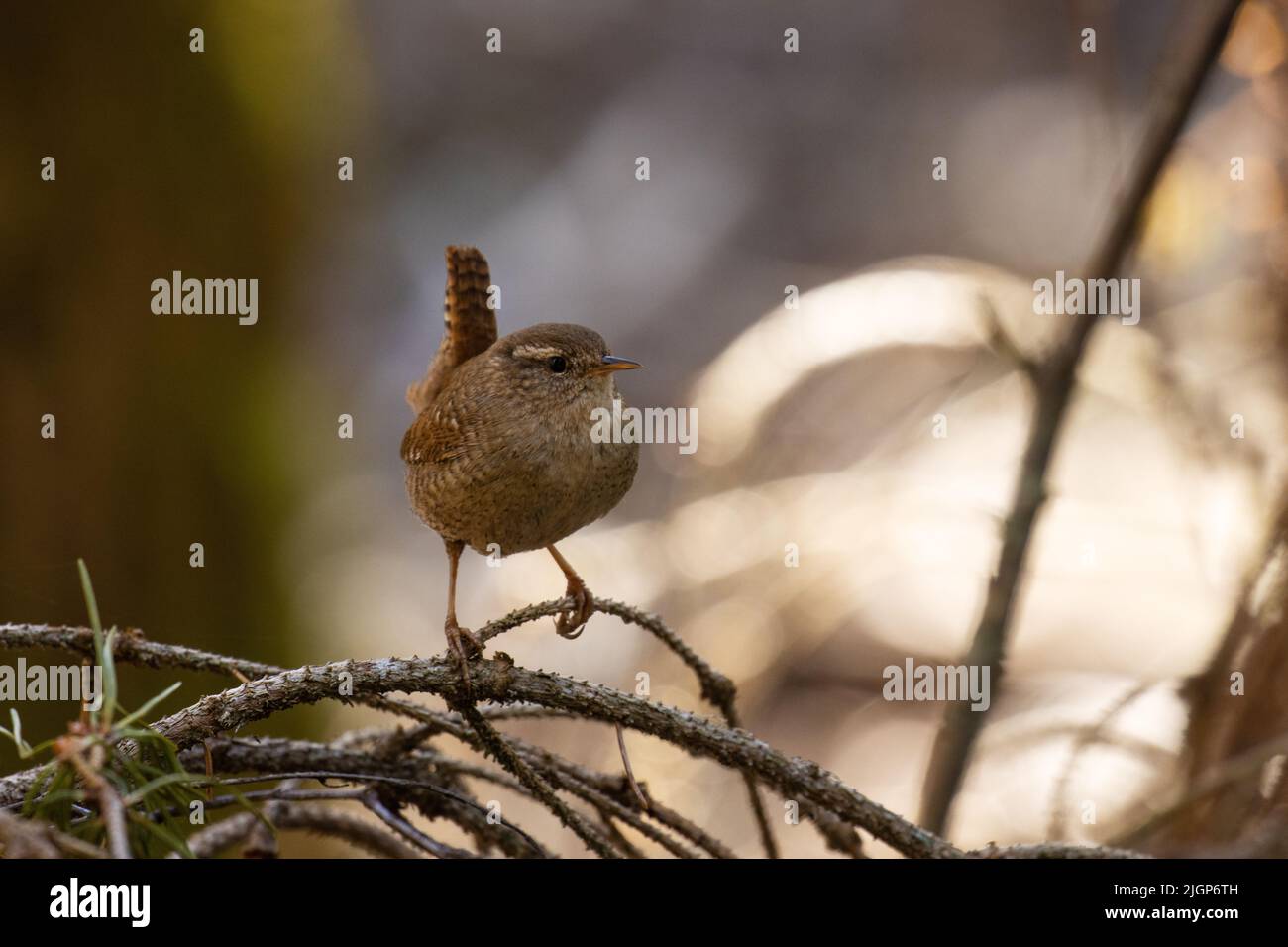 Small Eurasian wren, Troglodytes troglodytes perched in a thicket in Estonian boreal forest Stock Photo