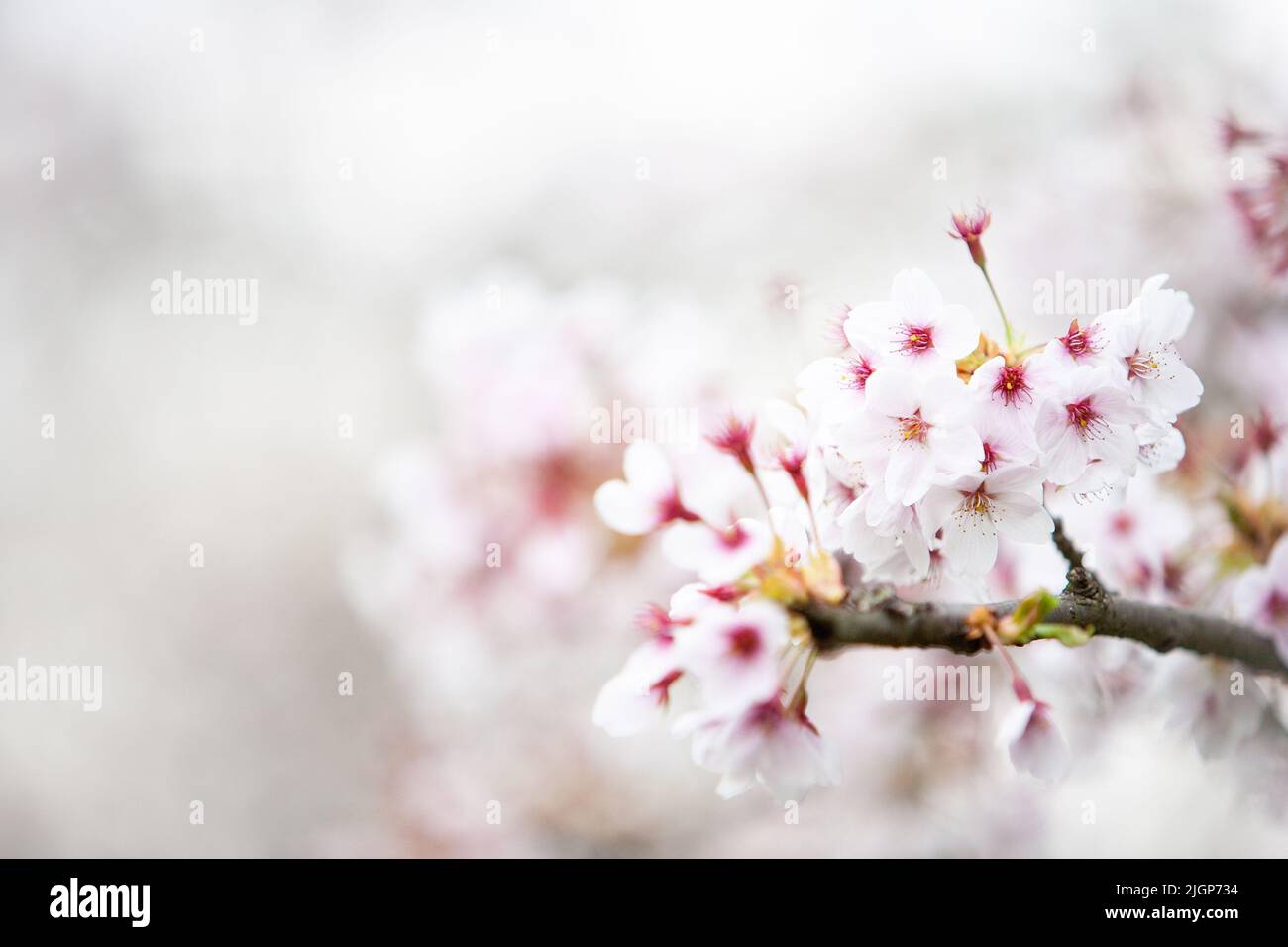 Cherry Blossom. Shallow and selective focus on the branch of a flowering cherry tree with bokeh copy space. Stock Photo