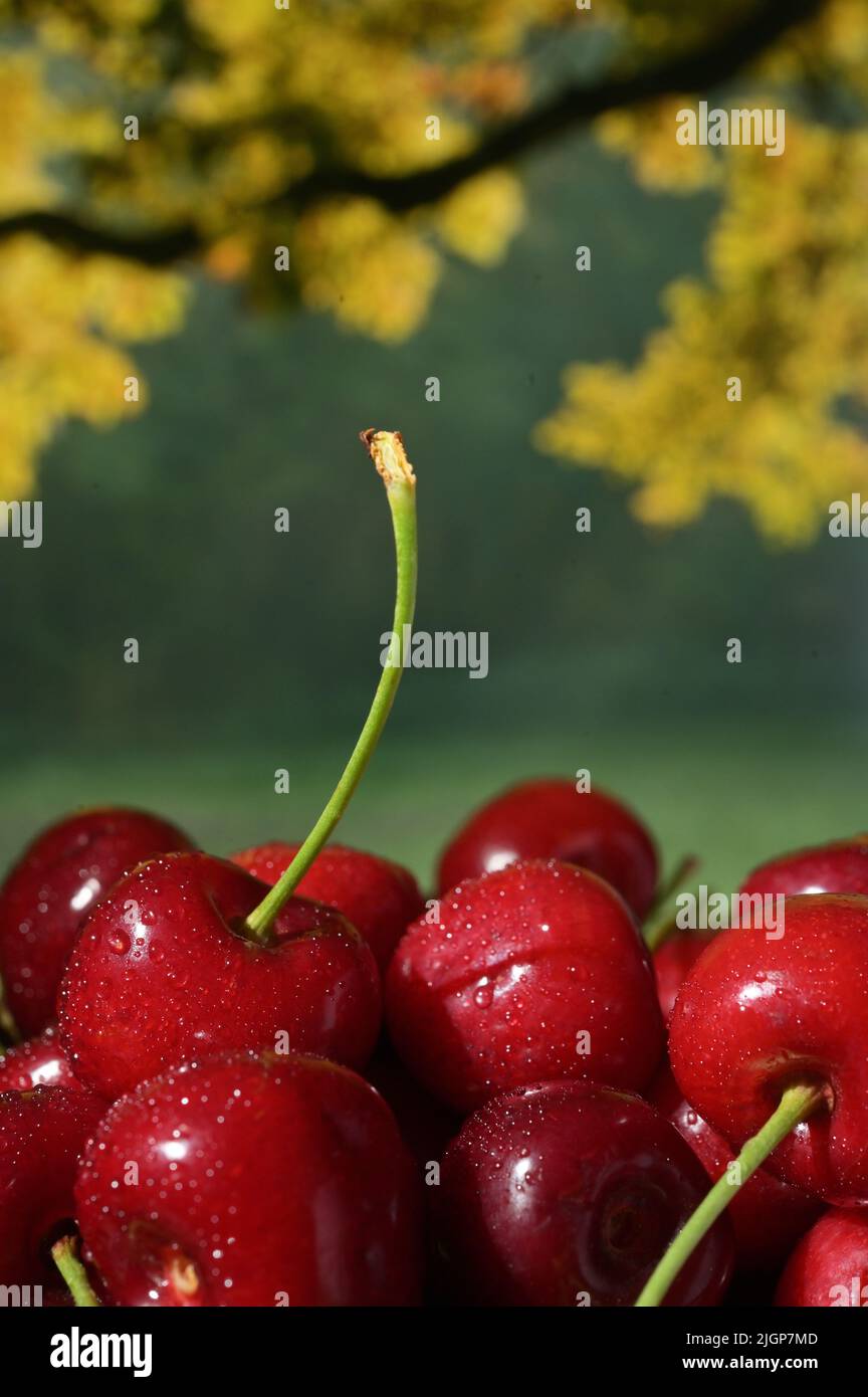 Cherry Fruits in basket isolated with Nature Background Stock Photo