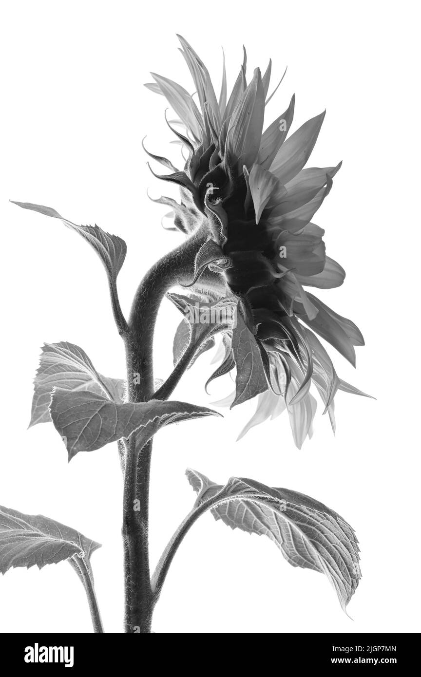 Black and White Details of Sunflower in Studio Stock Photo