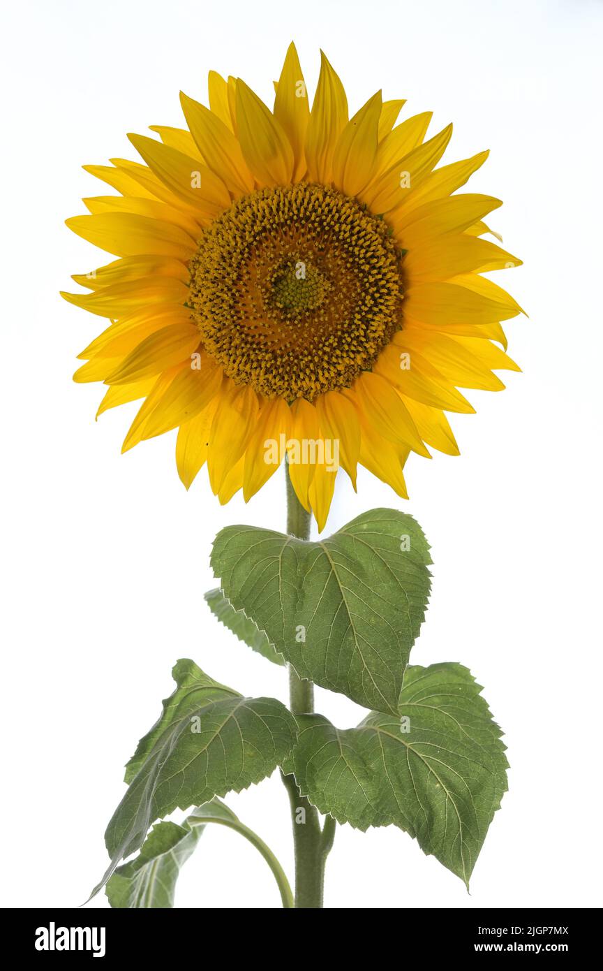 Details of Sunflower Shoot in Studio on White Background Stock Photo