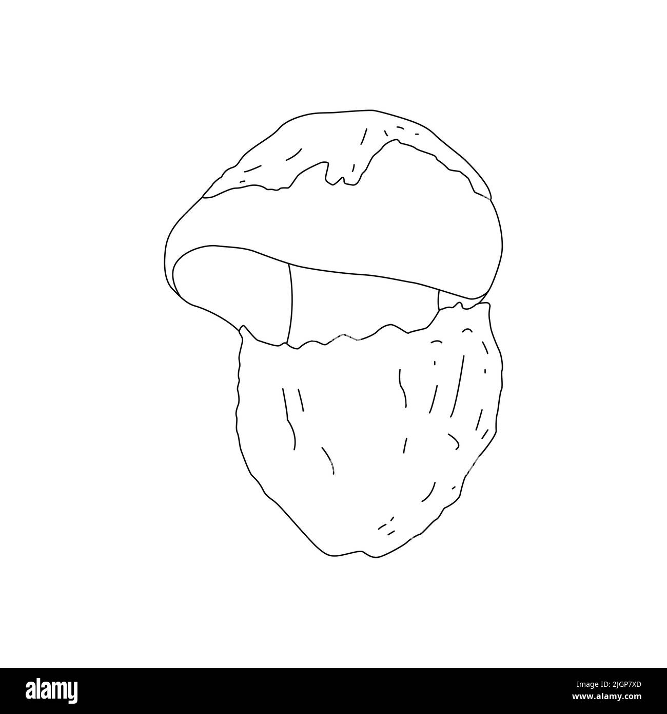 Mushroom Line Art Logo various Mushrooms hand drawn sketch. Stock Vector