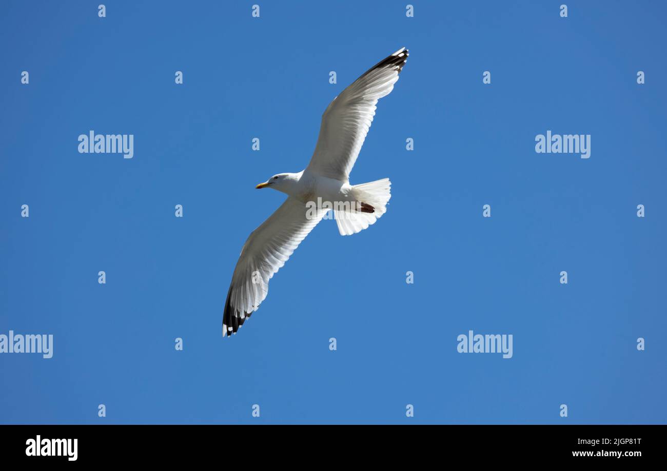 The Herring Gull is large and common bird of the UK coastline. They have adapted to living alongside man and are intelligent and alert Stock Photo