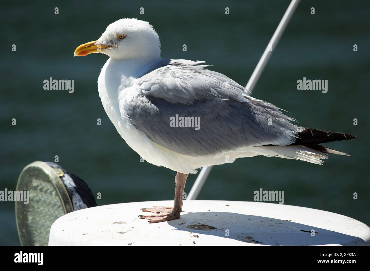 The Herring Gull is large and common bird of the UK coastline. They have adapted to living alongside man and are intelligent and alert Stock Photo