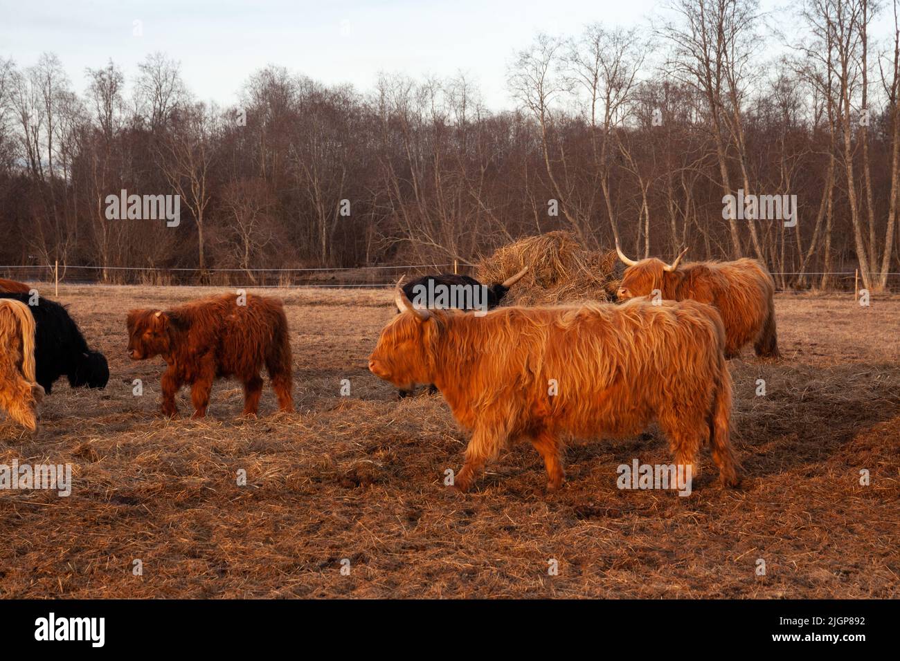 Group of Higland cattle on a spring evening in Estonia, Northern Europe Stock Photo