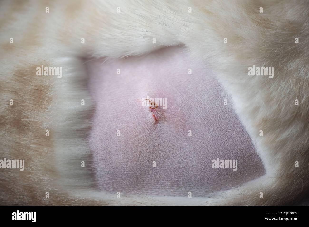Cat after sterilization. Suture after surgery. Healing cat belly after