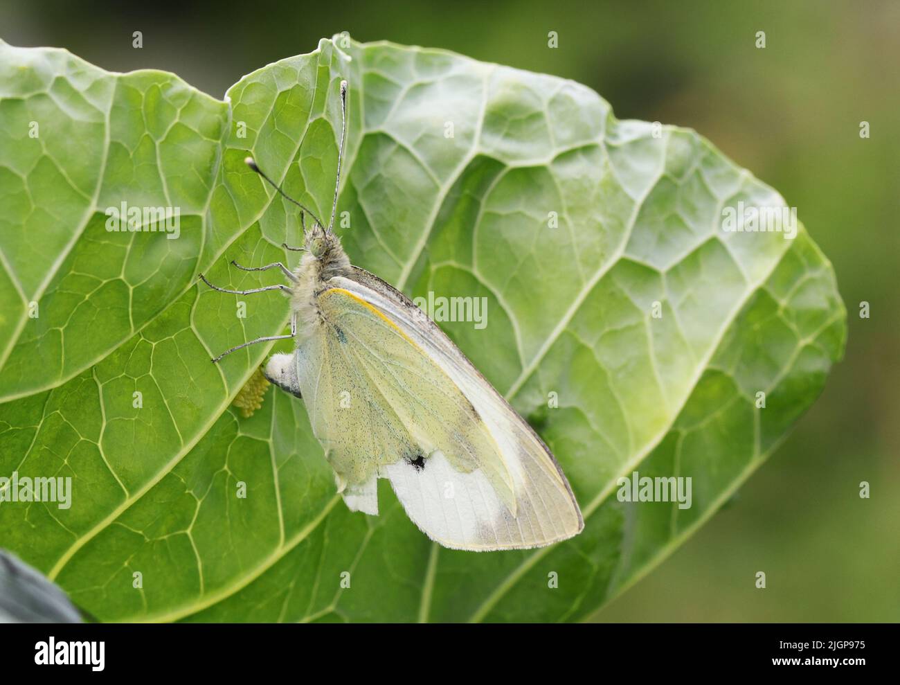 Cabbage White Butterfly laying eggs on cabbage. Stock Photo