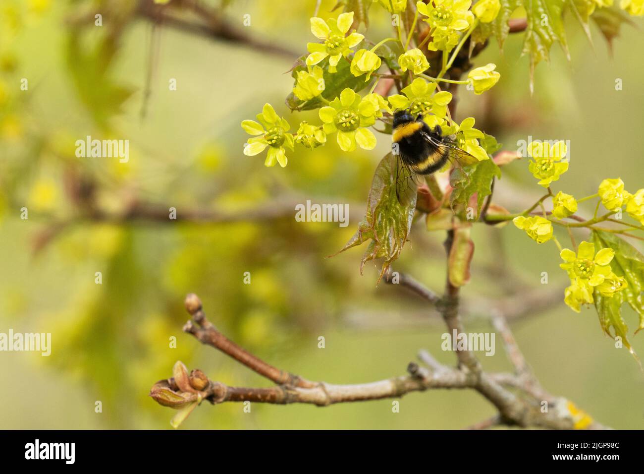 Bumblebee visiting fresh Norway maple blossoms on a spring day in Estonia, Northern Europe Stock Photo