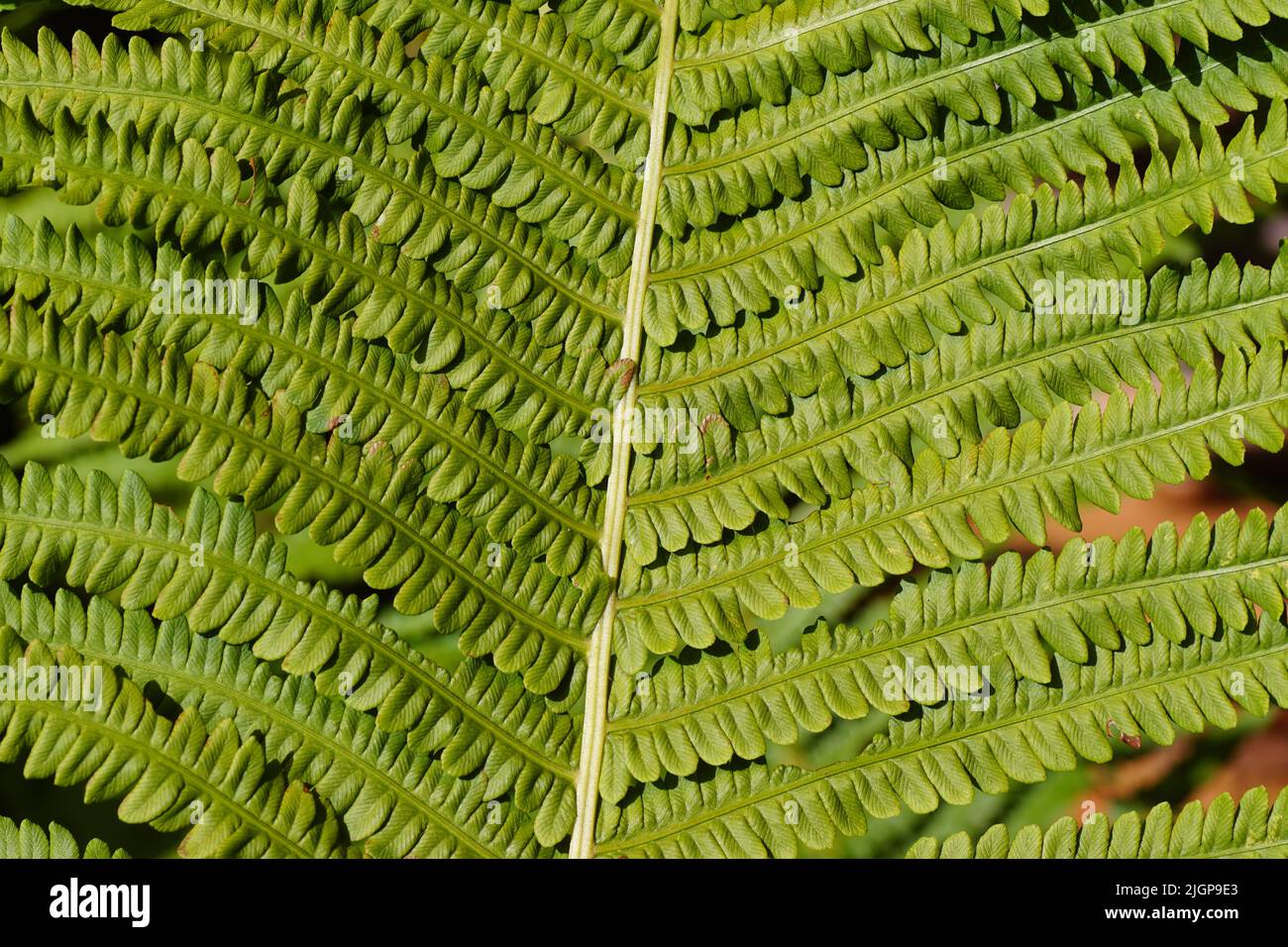Close up leaf of a Ostrich fern, fiddlehead fern, shuttlecock fern (Matteuccia struthiopteris). Family Onocleaceae. Pattern, Dutch garden. July. Stock Photo