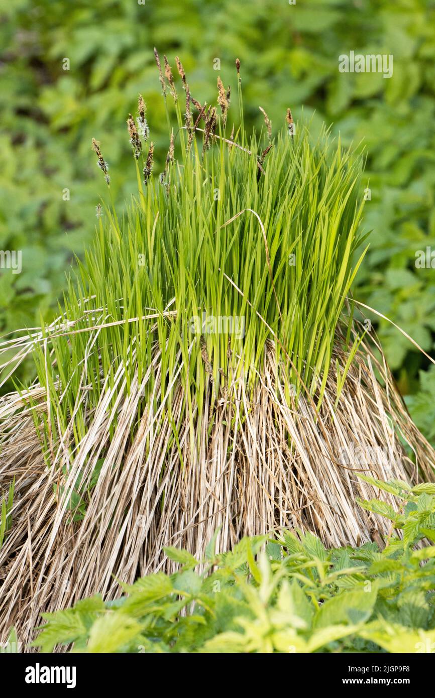 Carex cespitosa is a species of perennial sedge of the genus Carex which can be found growing in tufts Stock Photo