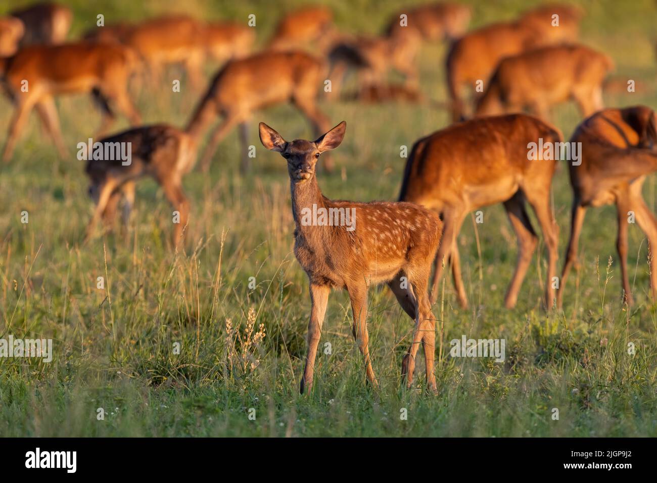 Young red deer walking on grassland with herd in background Stock Photo