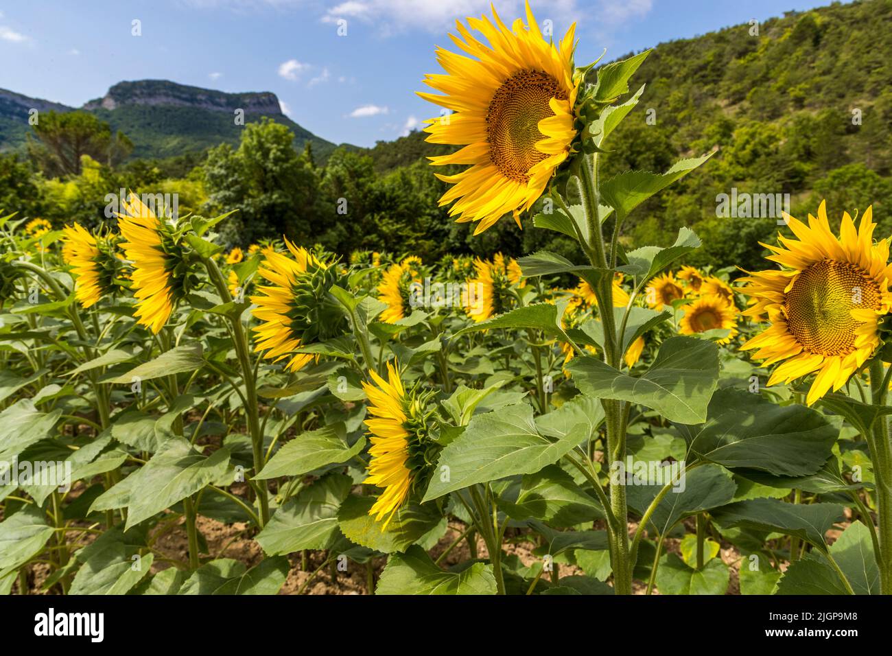 Sunflower field in France Stock Photo Alamy