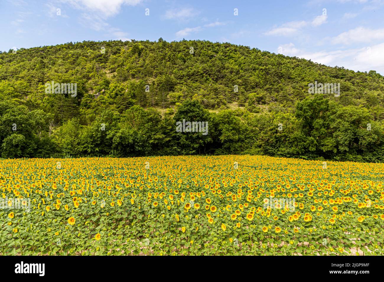 Sunflower field in France Stock Photo