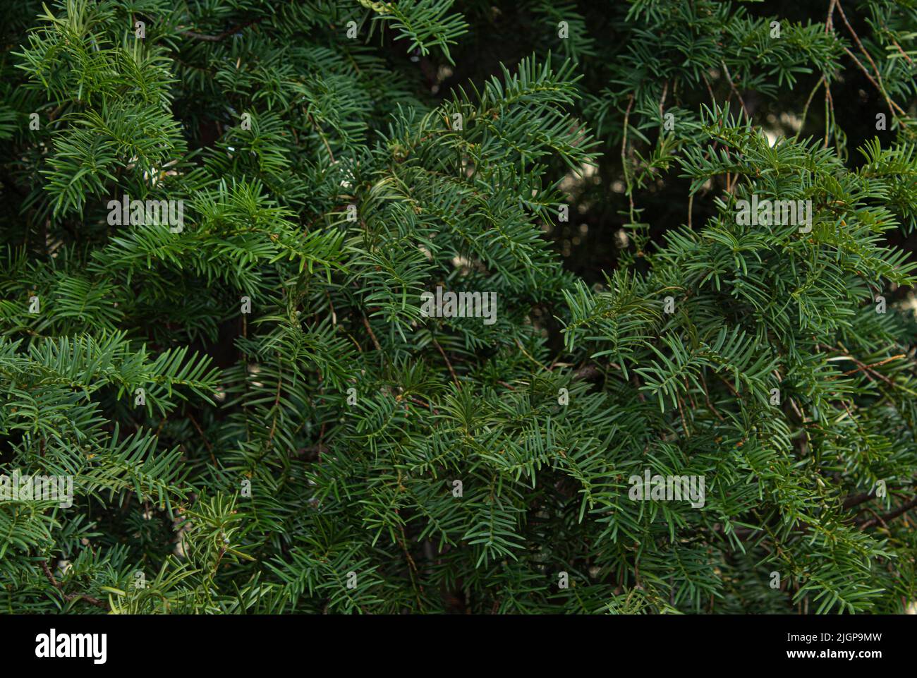 Evergreen tree branch hi-res stock photography and images - Alamy
