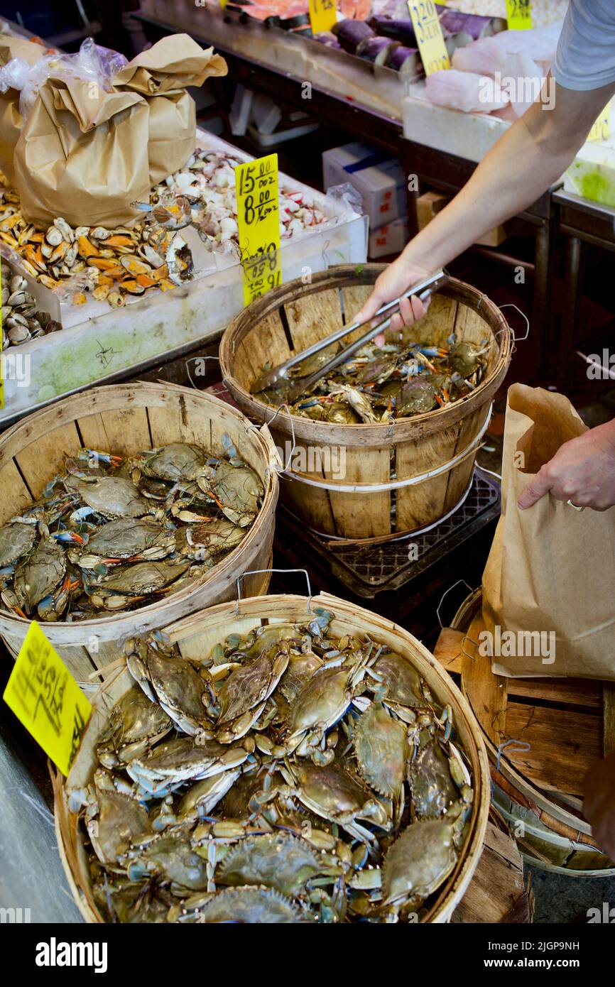 Bushels of live Atlantic Blue Claw crabs in Chinatown fish market.  Person selects the best crab with metal tongs Stock Photo