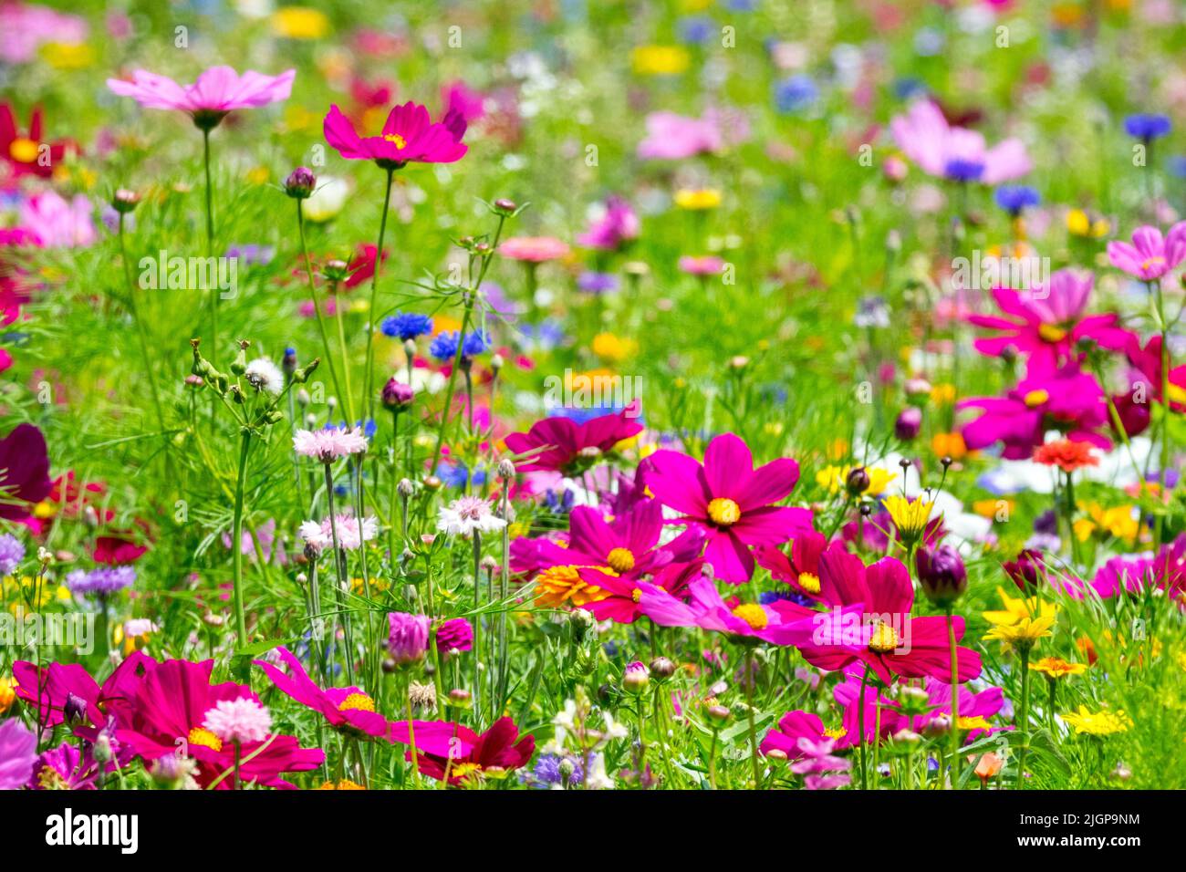 Flowery meadow Annual plants Common Cosmos Cornflower Mexican aster Pink purple mixed flowers colourful sunny place Stock Photo