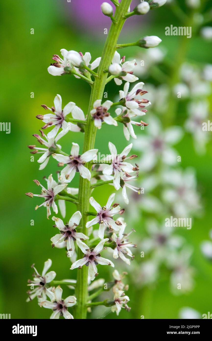 Silver Loosestrife, Lysimachia ephemerum, Flower Stock Photo