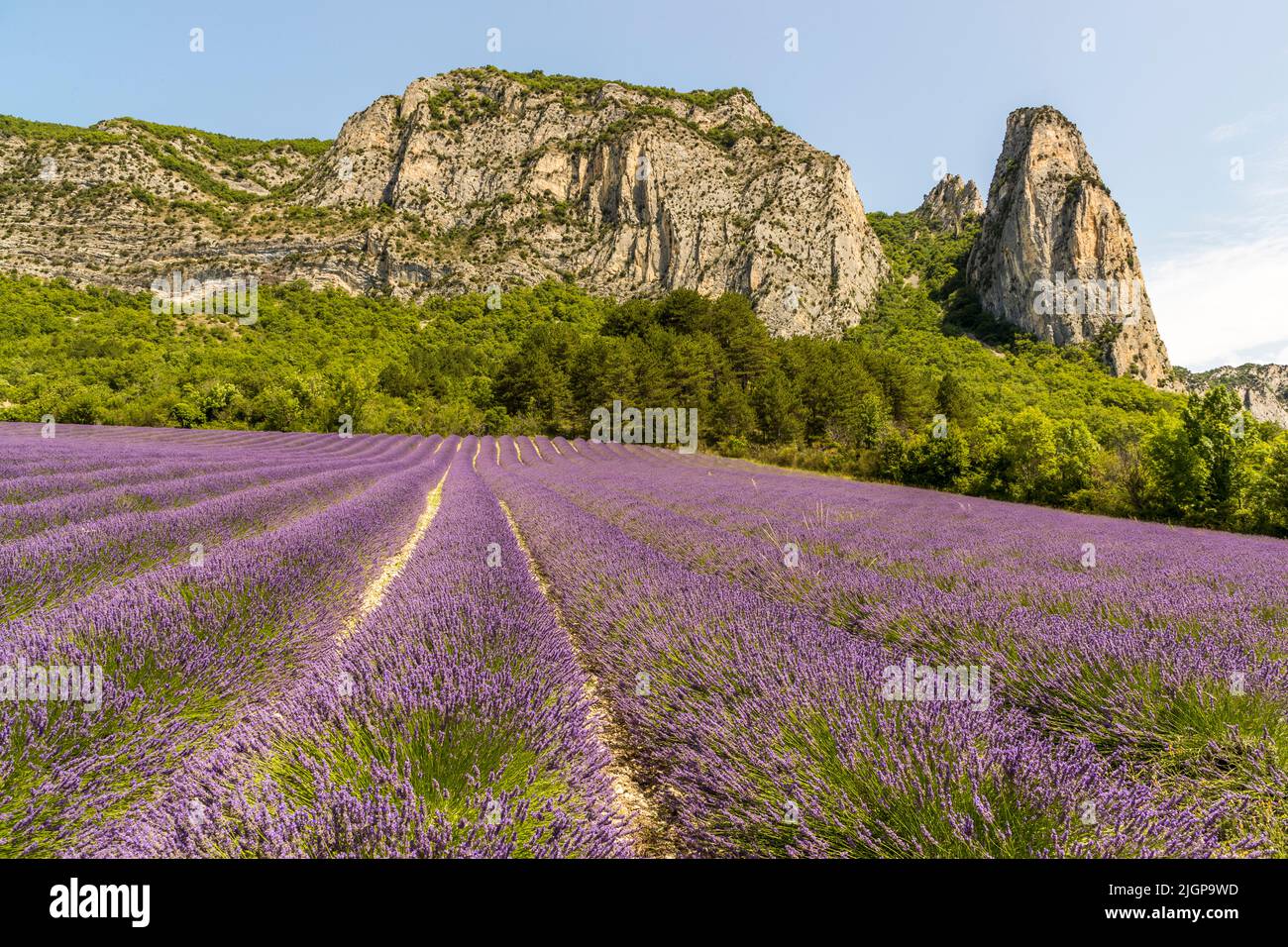 Fields of lavender in bloom in the Drome department in the Auvergne-Rhone-Alpes region. Lavender is also grown outside Provence Stock Photo